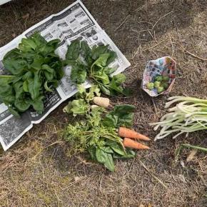 2024年の家庭菜園ですよ