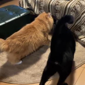 猫用こたつはじめました。