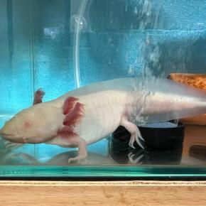 5月はハンチントン病啓発月間