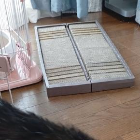 ねこを洗うと・・ 2025/8/30(土)