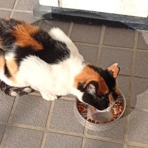 三毛猫まゆちゃんTNR後初の訪問 2025/11/7(金)