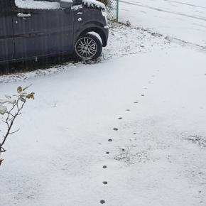 函館今季初の積雪 2025/11/18(火)