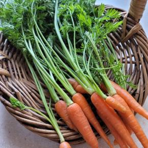 人参の葉っぱが大活躍