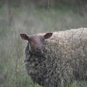 AI不信に陥った日