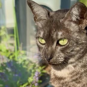 Bonne Année 2026 ! あけましておめでとうございます！