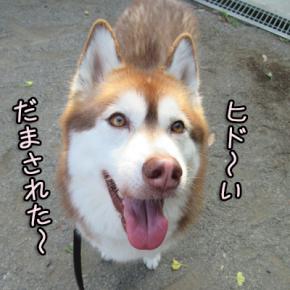 室内スプリンクラー稼働ちう