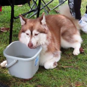 HUS☆MOF2025 午後もひたすらバケツ娘