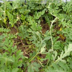 スイカ、紫ダイジョ、マクワウリ、トマト初収穫