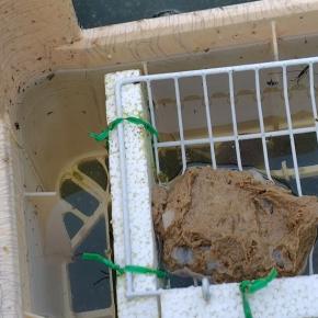 うなぎが練り餌を食べた