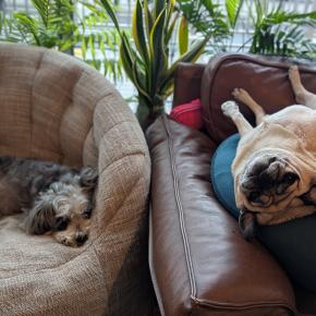 【2024年版】犬も飼い主も大満足！ふるさと納税で買ってよかった犬グッズ 5 選