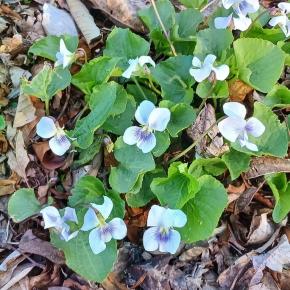 嬬恋村の春のお花と中居屋のお蕎麦