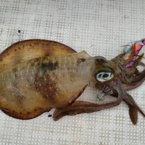 アオリ出戻り便