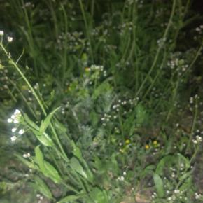 弱者男性が公園のペンペン草を食べた話