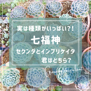 たにログ388 種類がいっぱい七福神！セクンダそれともインブリケイタ（インブリカータ）どっち？！