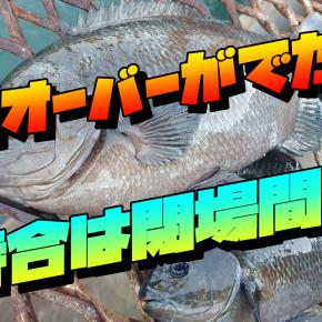 ついに40cmオーバーが出た！！時合は閉場間際！！磯子海づり施設