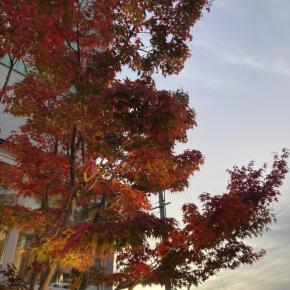 2025年は紅葉の当たり年だそうです。