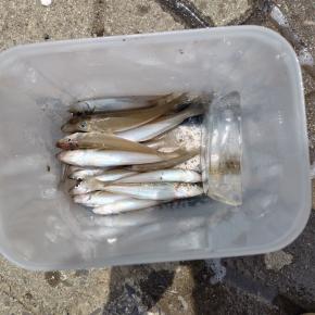 小型しか釣れませんでした。