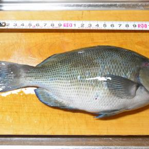 10月29日のフカセ釣り(15) 久しぶりの豊漁 2025-35