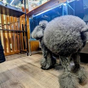 トリミングサロン『アスティー』で、可愛くカットしよう！