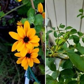 ルドベキアの二番花とバラの夏の様子と手入れと今日のうさ子