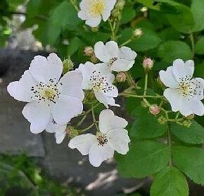 いよいよバラのシーズン！ノイバラが先駆けて開花しました(*^^)v