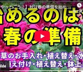 おすすめ！参考になる園芸YouTube勝手にベスト5＊2025＊