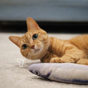 秋の味覚、我が家の場合♪