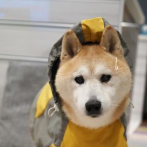 冬の雨の夜の散歩…