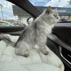 タヒチアンデビュー