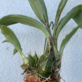 【洋ラン】Clo.grace dunn今年も好調！〜衣替えレベルZ〜