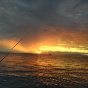 今年最初のタチウオ