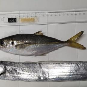 ようやくタチウオ釣れました