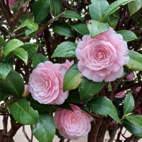 今夜はビーフシチュー。