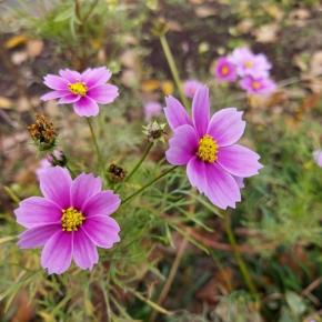 小春日和の穏やかな日は。