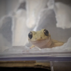 本日のヤモリです。1859日目