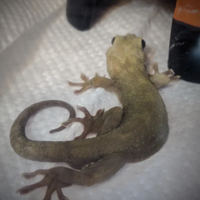 本日のヤモリです。1863日目