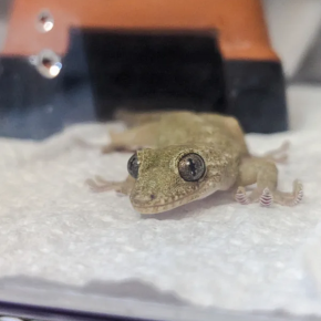 本日のヤモリです。1865日目