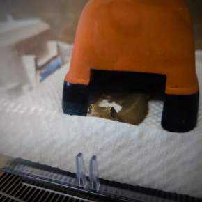 本日のヤモリです。1867日目