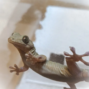 本日のヤモリです。1869日目