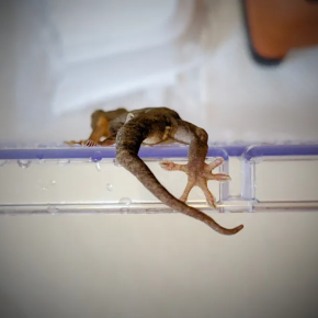 本日のヤモリです。1872日目