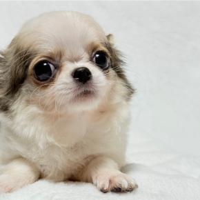 年内募集の子はみんな決まりました