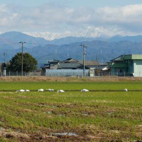 引き伸ばしレンズで白鳥と風景を撮って来ました