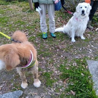 2026年1月1日は2頭で散歩へGO!!