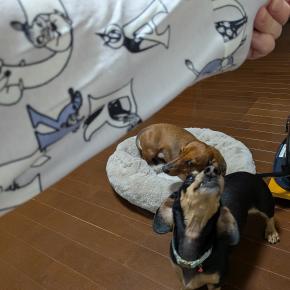 パジャマの寿命