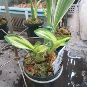 斑入り洋蘭の近況 6/6