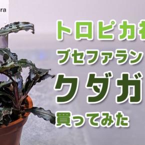 トロピカ社 ブセファランドラ クダガンを買ってみた