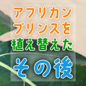 土に植え替えたアフリカンプリンスが早速ピンチ？