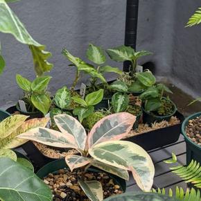 アグラオネマ ピクタムを屋外で育てる