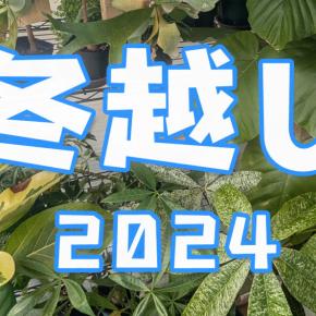 観葉・多肉植物と3度目の冬、今年はベランダでの冬越しに挑戦！