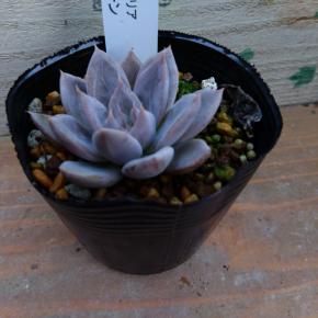 414:シルバークィーン